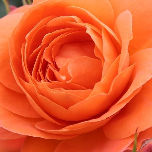 Comanda trandafiri online - Portocaliu - trandafir pentru straturi Floribunda - fără parfum - Rosa Mullard Jubilee - W. Kordes & Sons - ,-